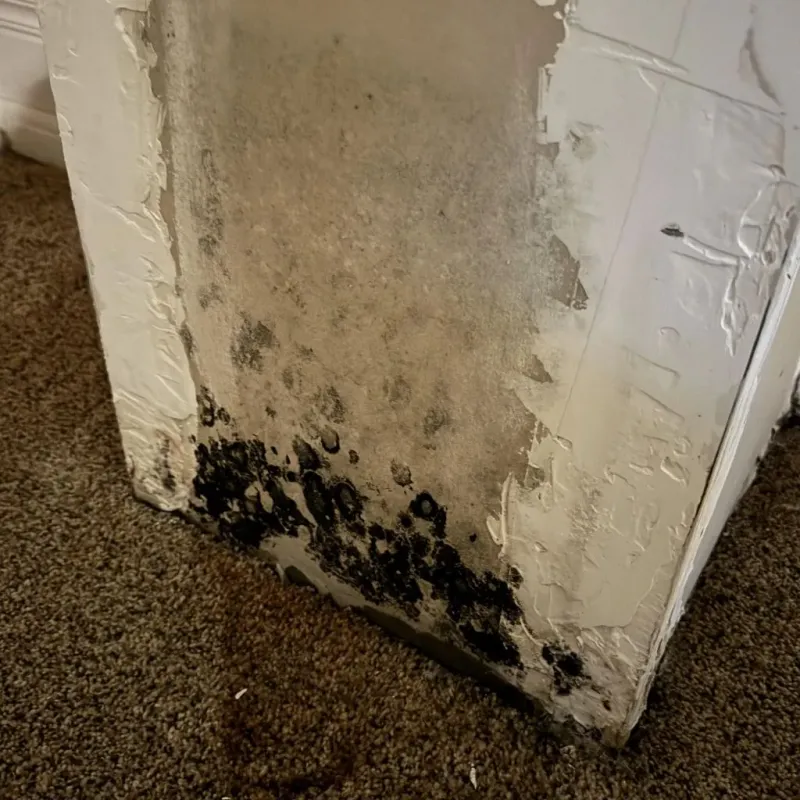 Professional Mold Removal in Pine Level, NC
